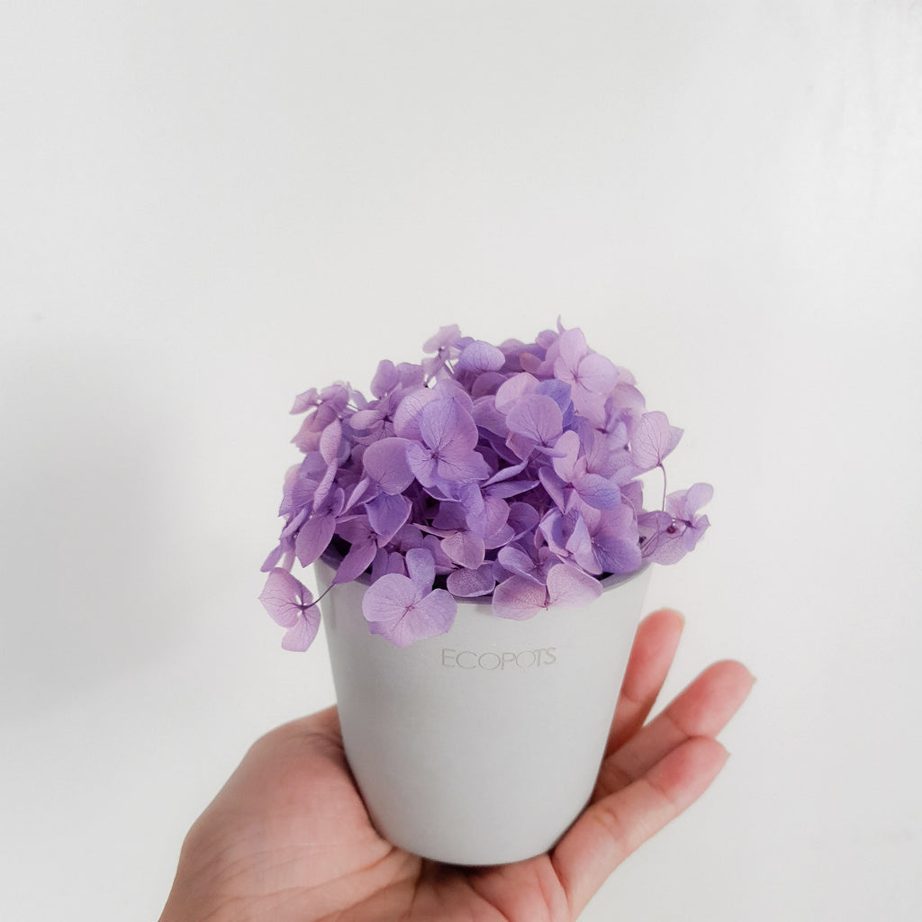 Purple Hydrangeas Petite Posy Pot