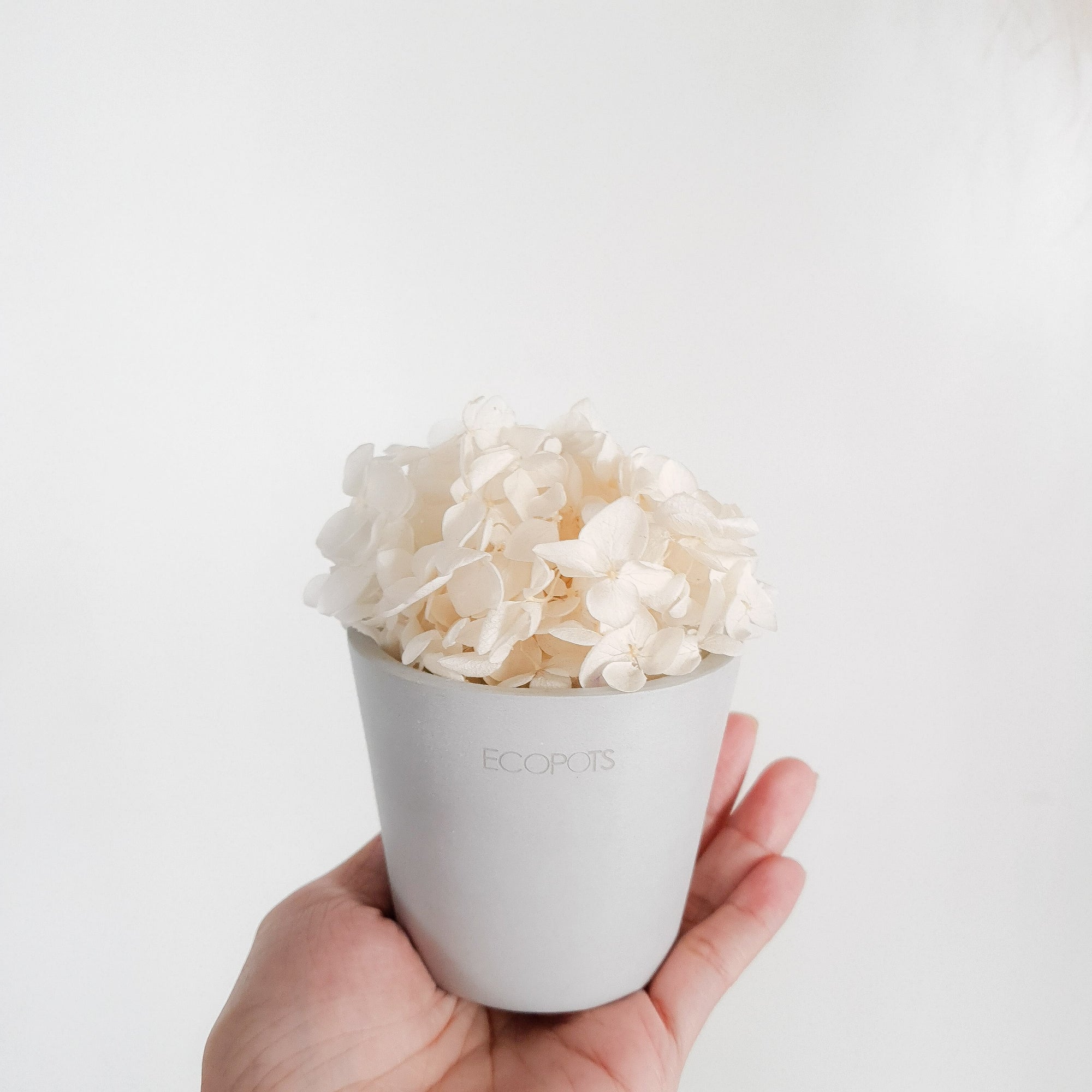 White Hydrangeas Petite Posy Pot