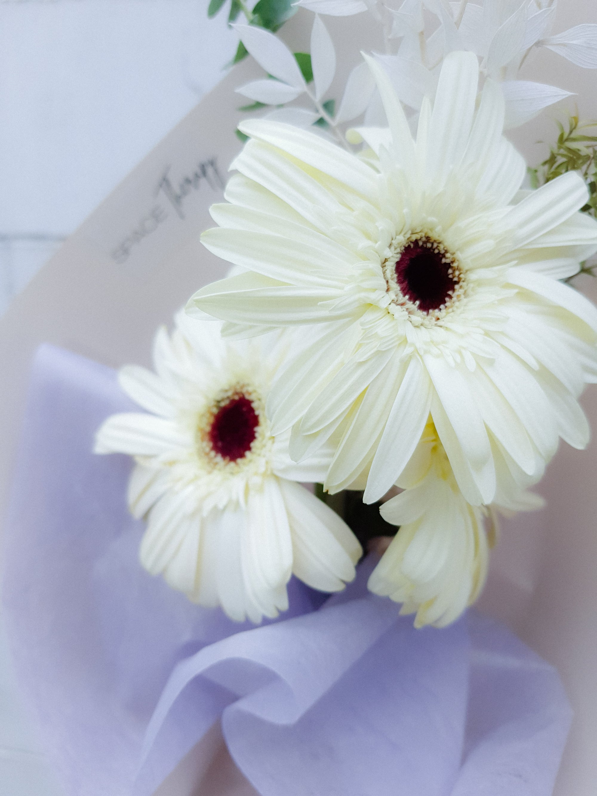 Gerbera Daisies