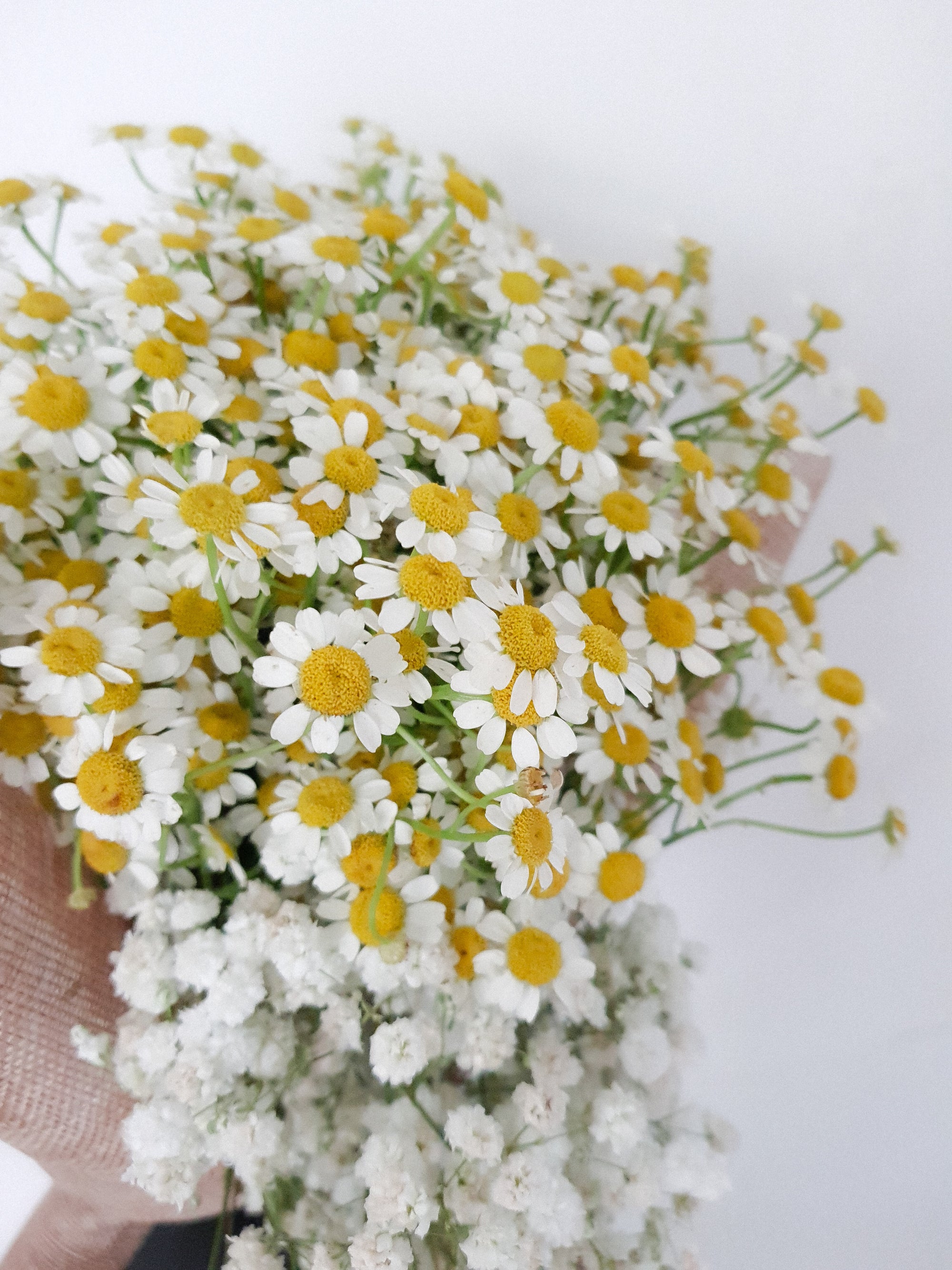 Sweet Chamomile