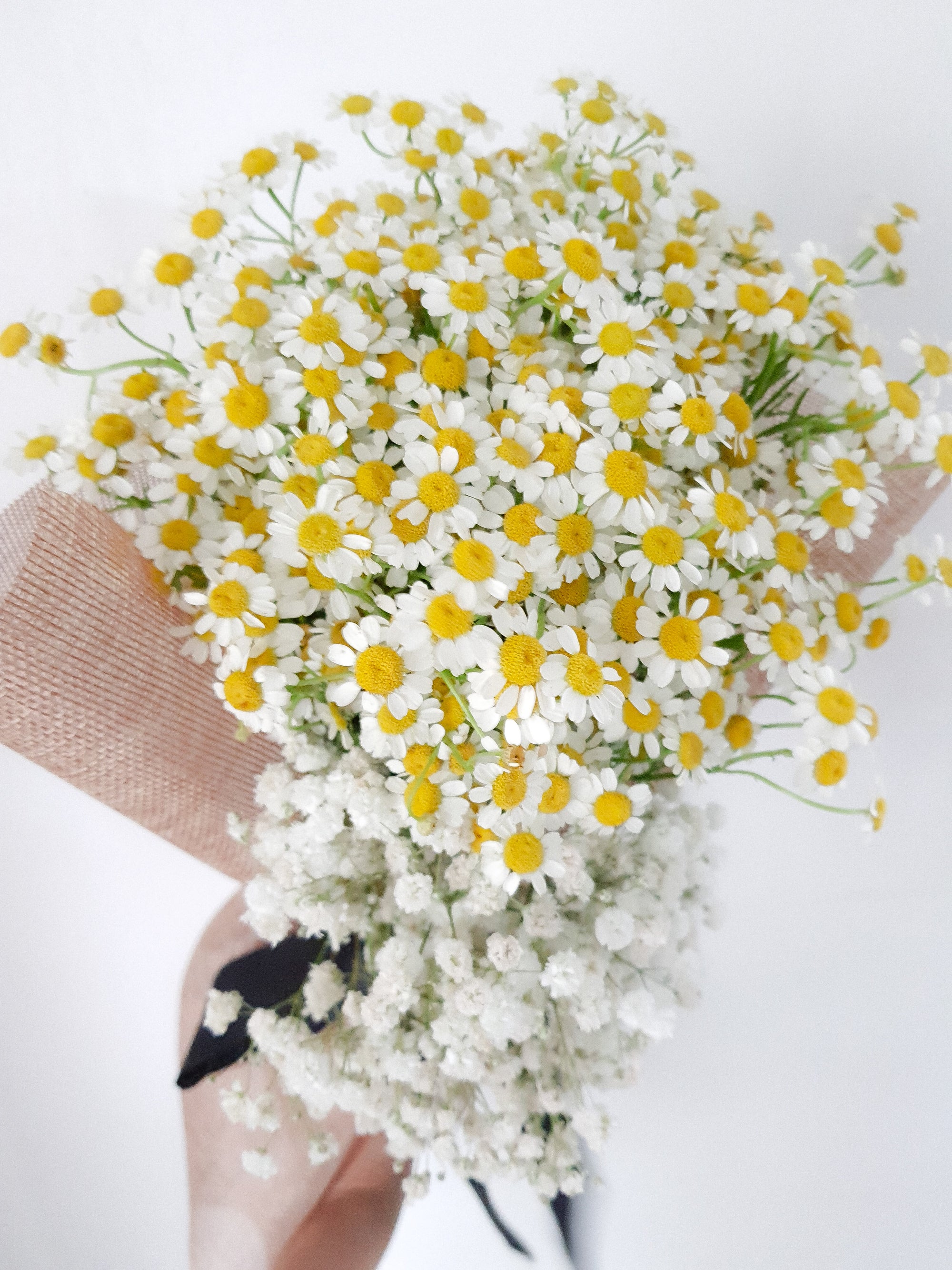 Sweet Chamomile