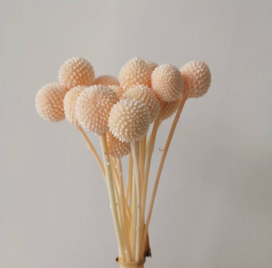 Billy Buttons (Craspedia)