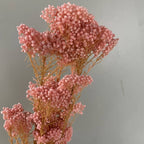Rice Flower