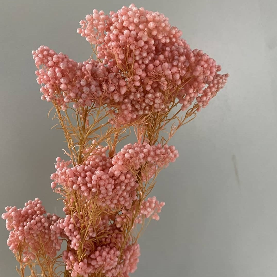 Rice Flower