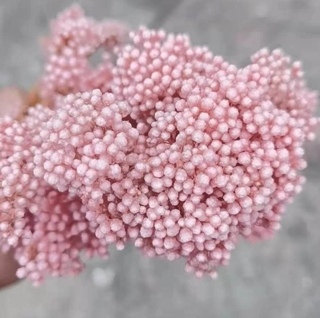 Rice Flower