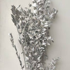 Ruscus