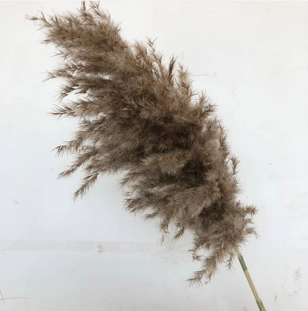 Loki Cortaderia Natural Brown Pampas