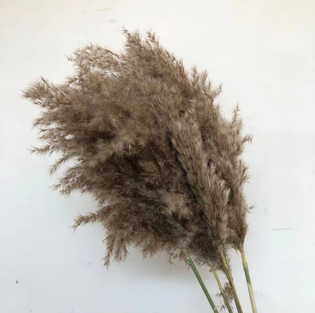 Loki Cortaderia Natural Brown Pampas