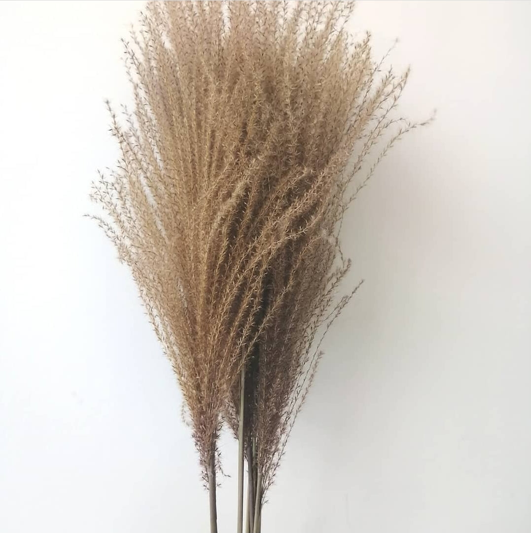 Whisk Pampas Grass