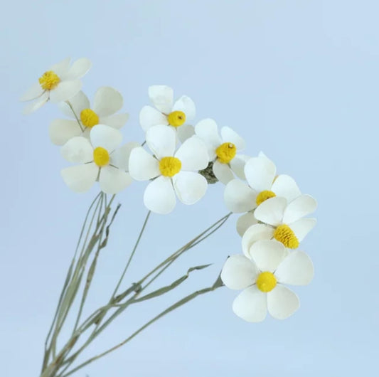 Matthiola