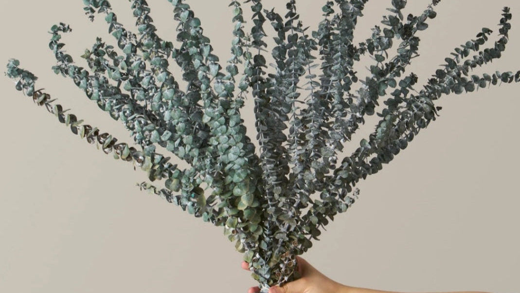 Eucalyptus