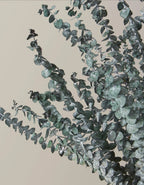 Eucalyptus