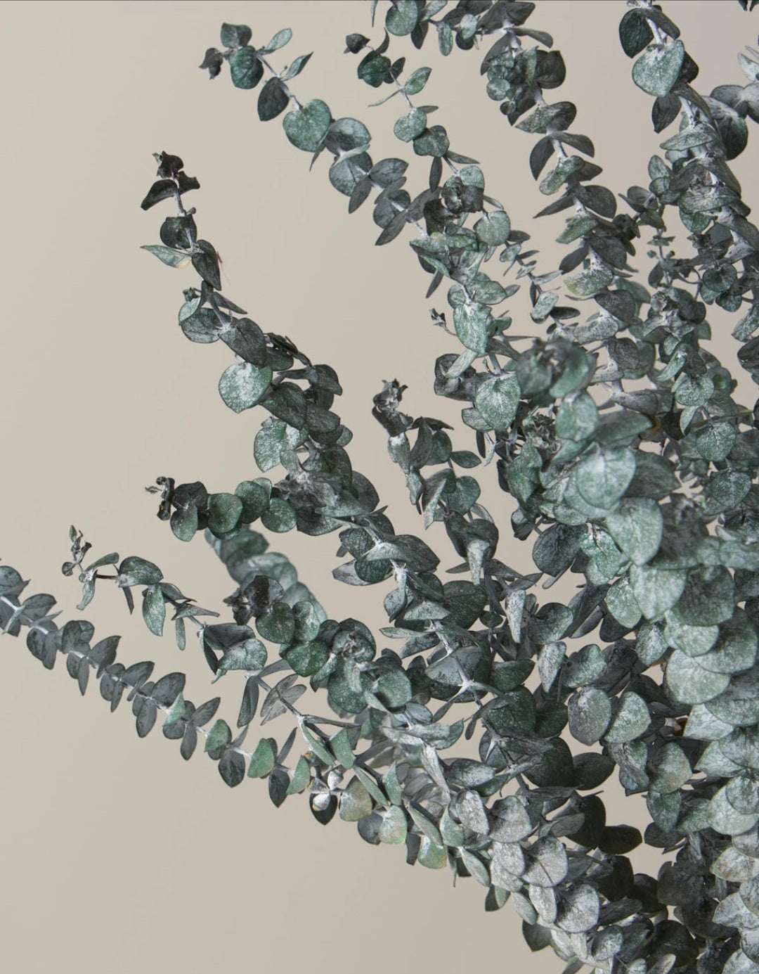 Eucalyptus