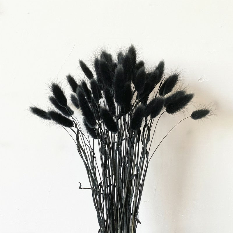 Lagurus (Bunny tails)
