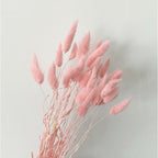 Lagurus (Bunny tails)