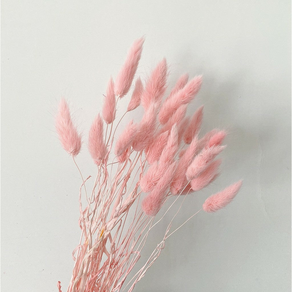 Lagurus (Bunny tails)