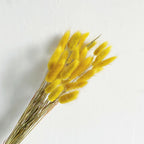 Lagurus (Bunny tails)