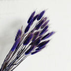 Lagurus (Bunny tails)
