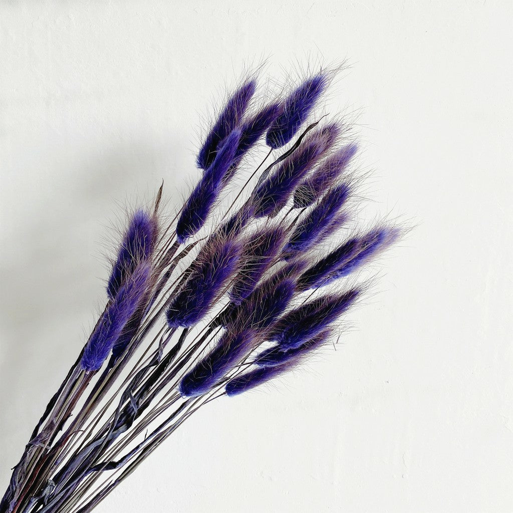 Lagurus (Bunny tails)