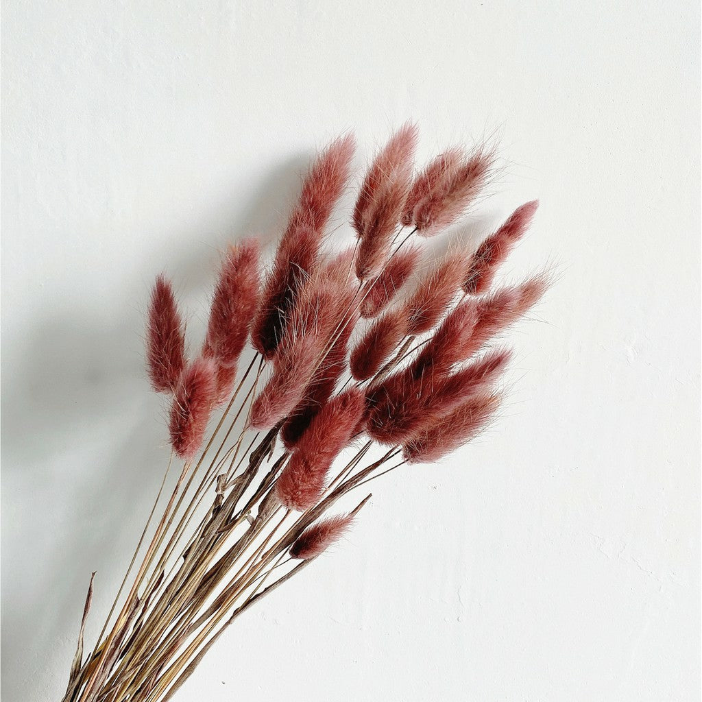 Lagurus (Bunny tails)