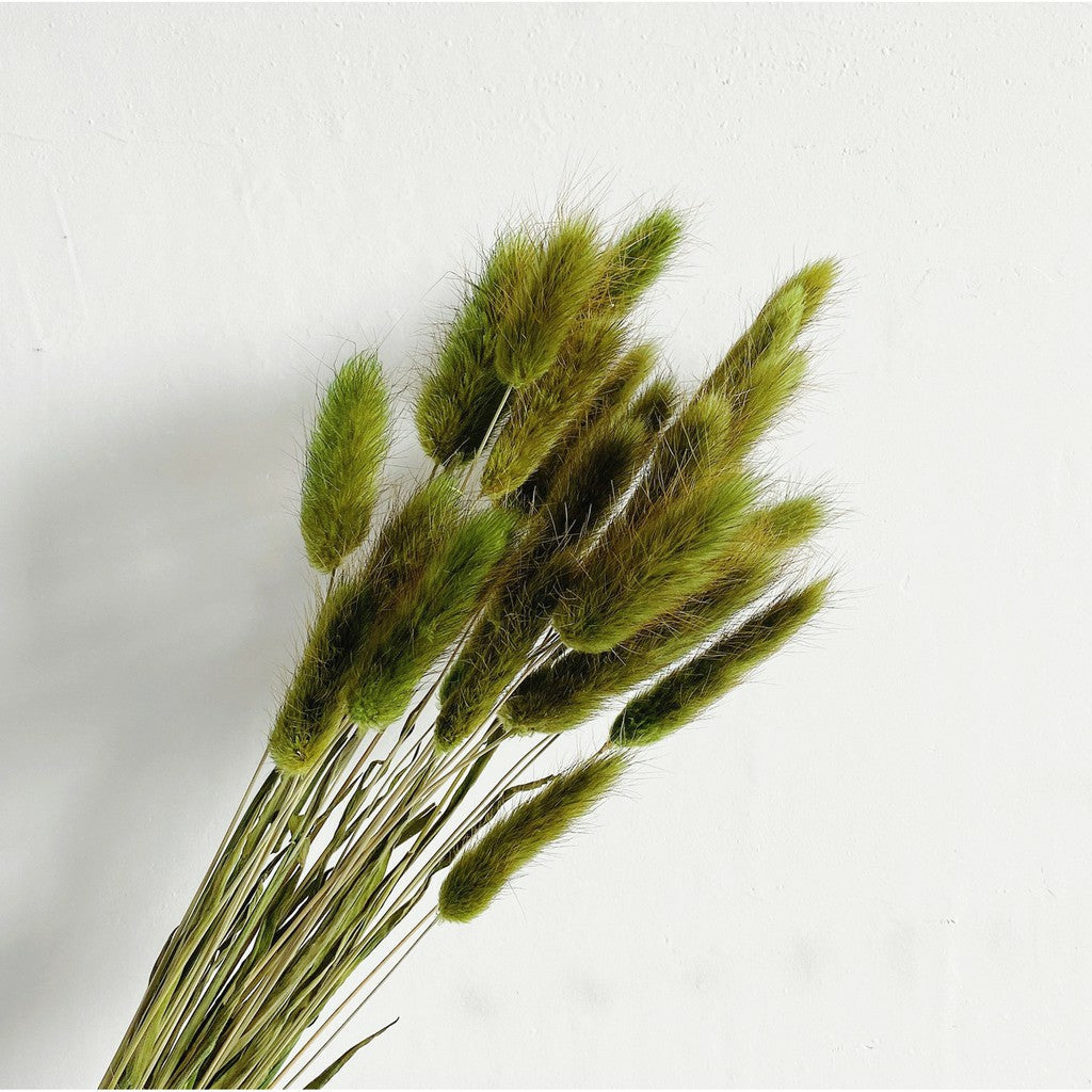 Lagurus (Bunny tails)