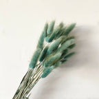Lagurus (Bunny tails)