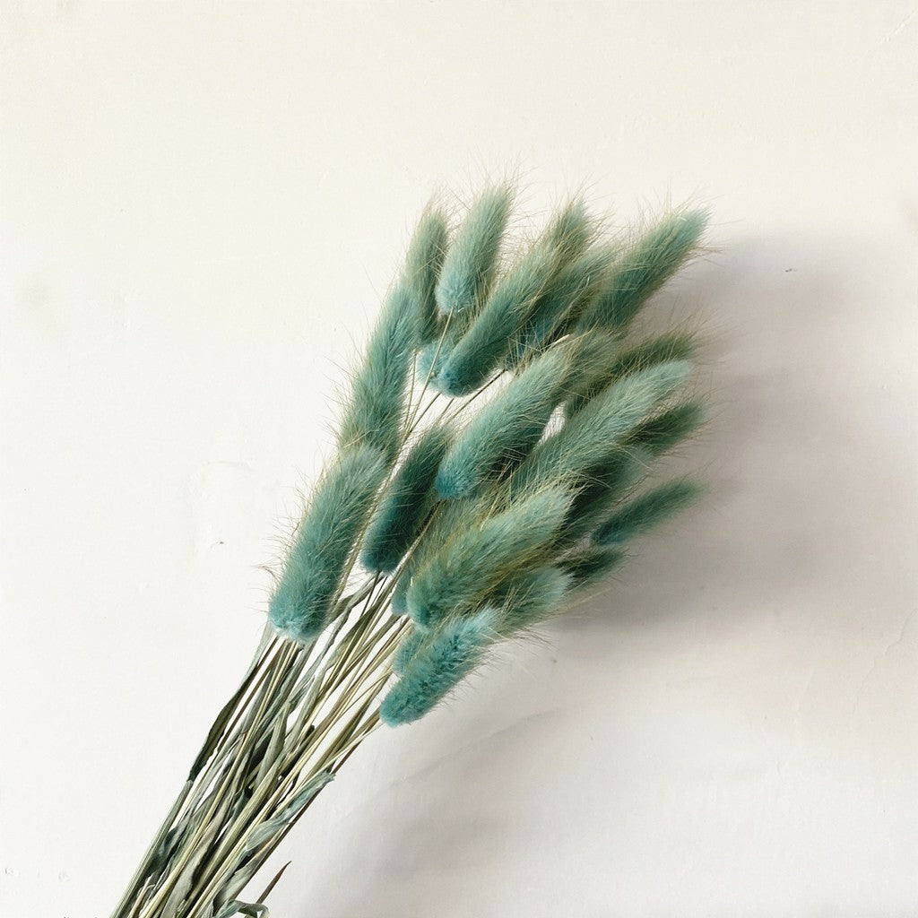 Lagurus (Bunny tails)