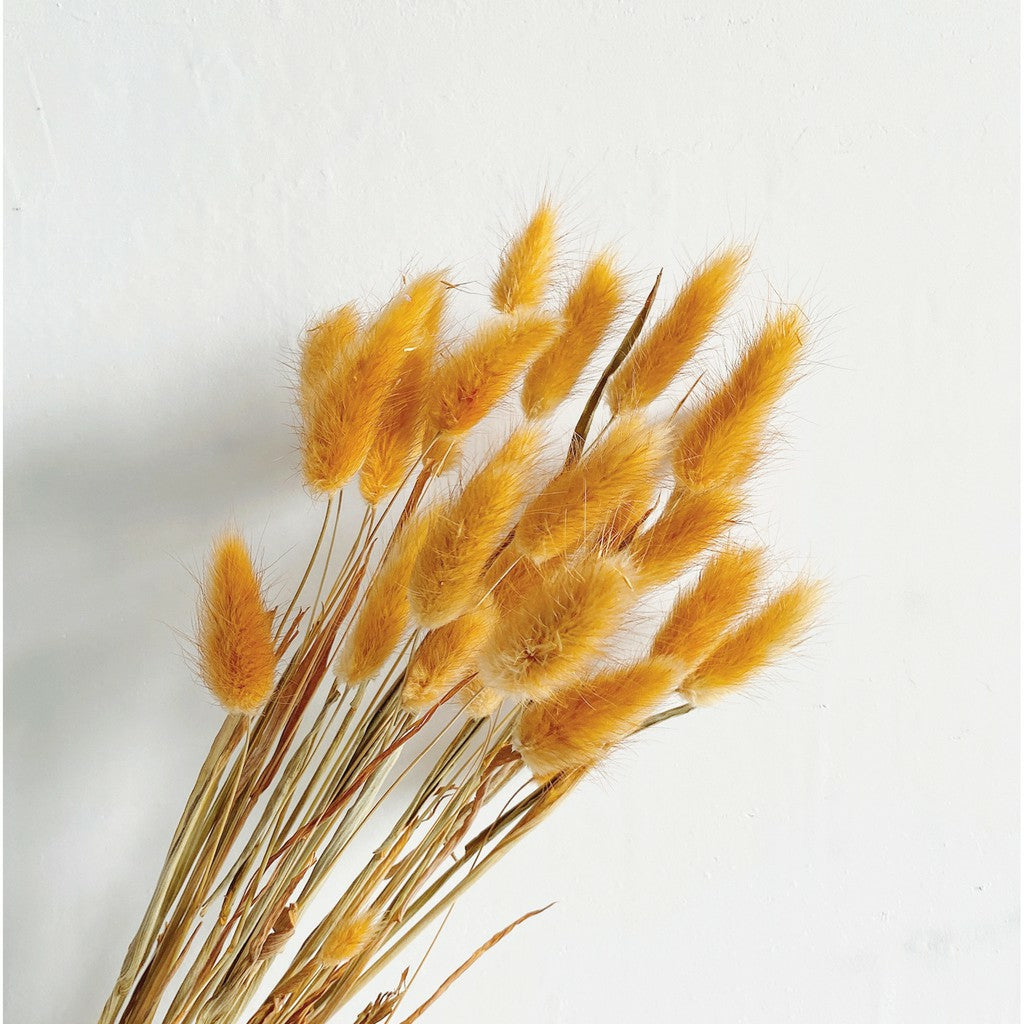 Lagurus (Bunny tails)