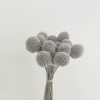 Billy Buttons (Craspedia)