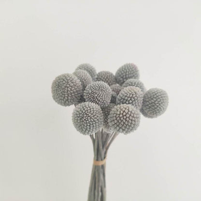 Billy Buttons (Craspedia)