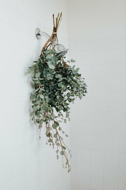 Eucalyptus