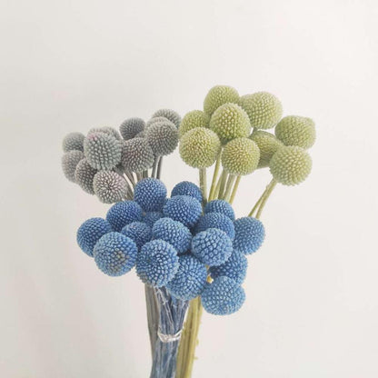 Billy Buttons (Craspedia)