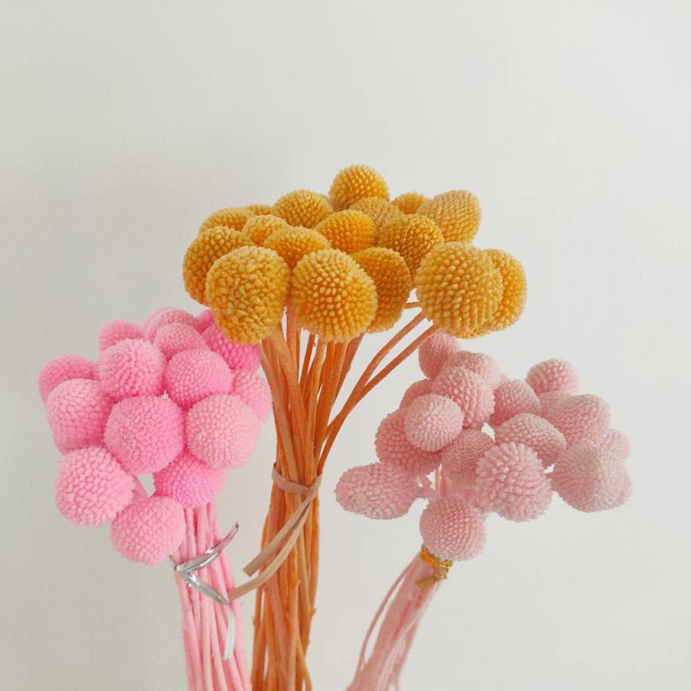 Billy Buttons (Craspedia)