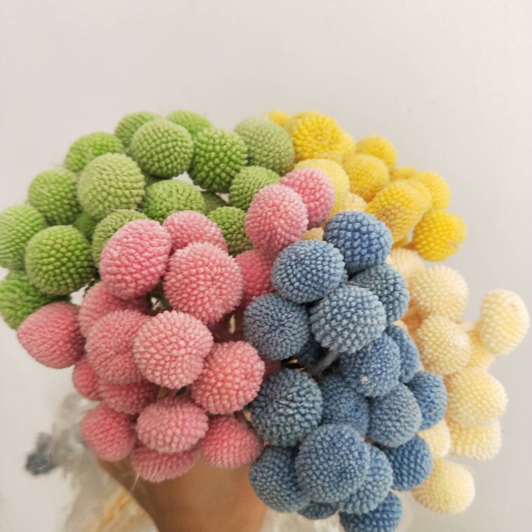 Billy Buttons (Craspedia)
