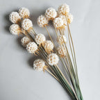 Billy Buttons (Craspedia)