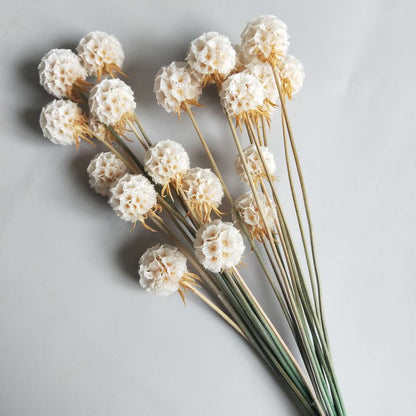 Billy Buttons (Craspedia)