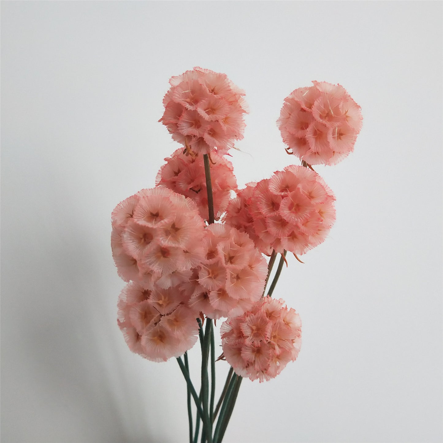 Scabiosa Stellata Pods