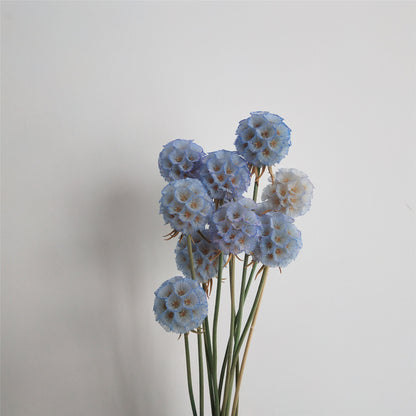 Scabiosa Stellata Pods