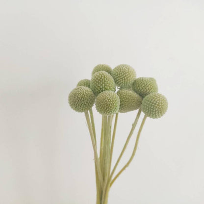 Billy Buttons (Craspedia)