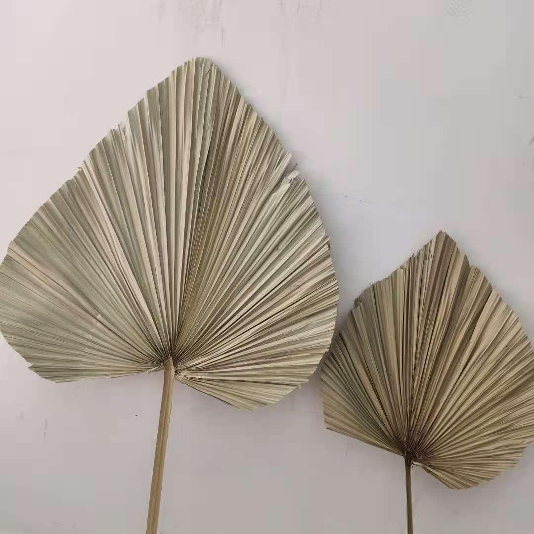 Palm Spear