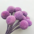 Billy Buttons (Craspedia)