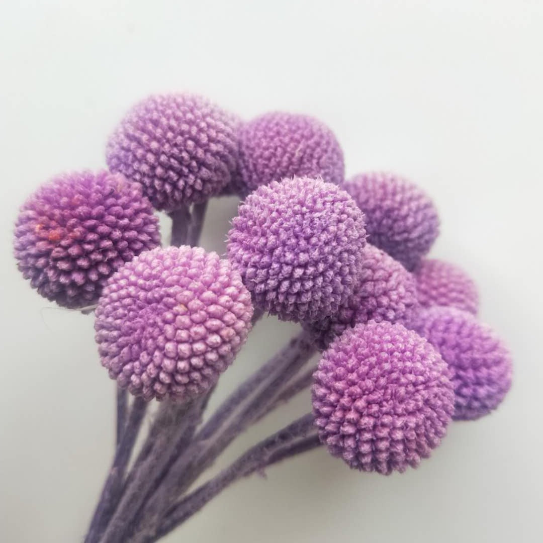 Billy Buttons (Craspedia)