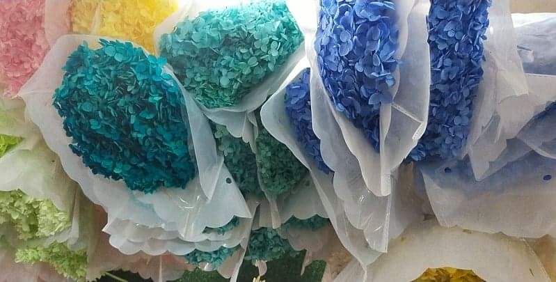 Hydrangeas