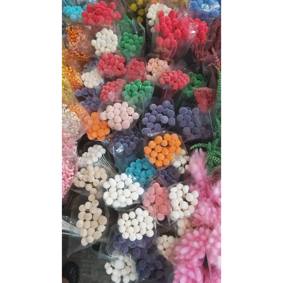 Billy Buttons (Craspedia)