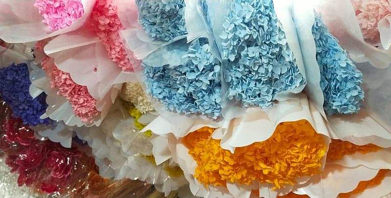 Hydrangeas