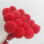 Billy Buttons (Craspedia)