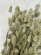 Phalaris Canary