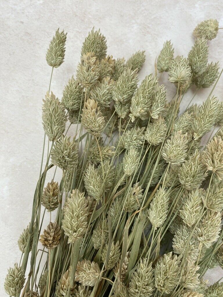 Phalaris Canary